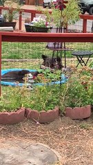 Salons d'ours dans la piscine pour enfants - Buzz Buddy