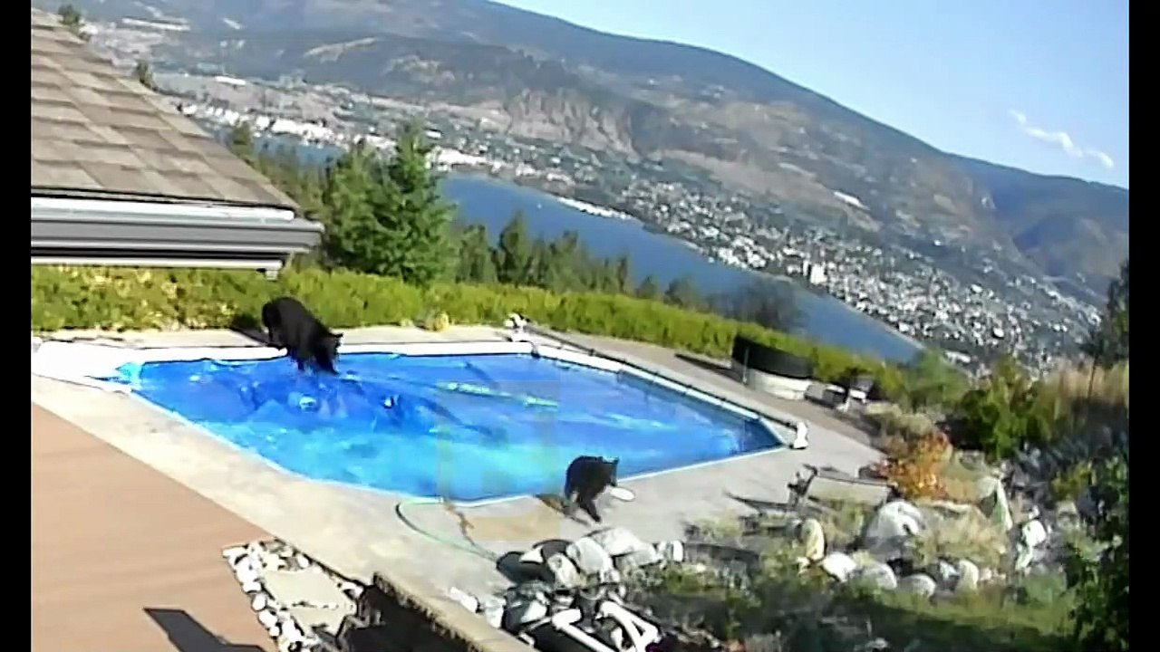 La fête de la piscine des ours filmée par une caméra de sécurité - Buzz Buddy