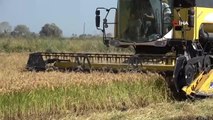 Samsun yerel haberi: Bafra Ovası'nda çeltik hasadı başladı