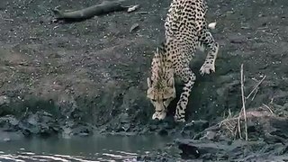 Crocodile Attacked on leopard| चीते पर हमला किया मगरमच्छ ने