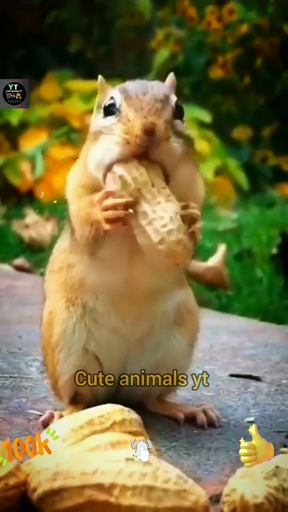 Wow So Sweet Cute Pie Little Squirrel Nuts Eating _ Animals Eating _ Cute  Animals Yt #shorts #cute - video Dailymotion