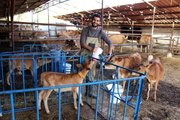 Üniversiteden mezun olup döndüğü köyünde süt çiftliği kurduGünde 250 litre süt üretip müşterilerine kapı kapı dağıttırıyor