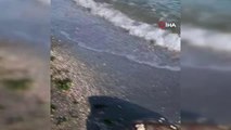 Balıkesir gündem haberleri: Marmara Denizi'nde şaşırtan olay: Telef olan caretta caretta kıyıya vurdu