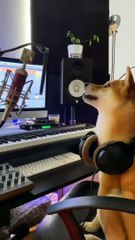 Funny dog video  wait till the end