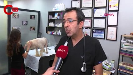 Çöp evden kaçıp veteriner kliniğine sığındı