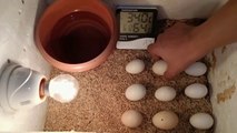 incubadora casera para huevos de gallina | incubadora casera nacimiento de pollitos | huevos para incubar