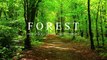 The Forest | Cinematic Drone Footage | Forest Stock Footage Video - No Copyright | Free HD Videos