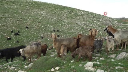 Üretim tamamlandı, göçerler yaylalardan indi