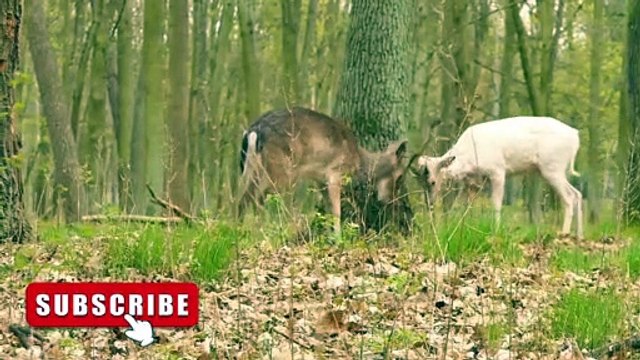 animals | animals fighting | animals sounds | animal hunting and eating