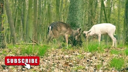 animals | animals fighting | animals sounds | animal hunting and eating