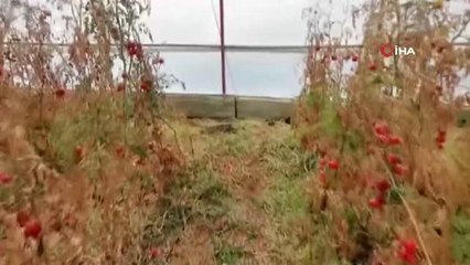 11 gündür kayıp olan yaşlı çiftçi evine 400 metre uzaklıkta serada ölü olarak bulundu