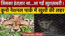 Cheetah in MP: Pregnant हो गई है Namibia से आई 'Asha', कूनो में खुशी की लहर| वनइंडिया हिंदी |*News