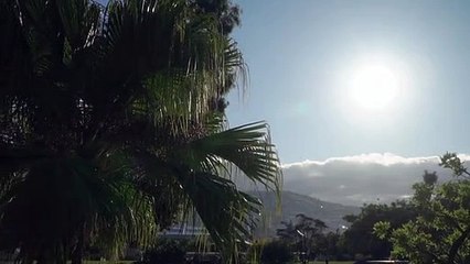 What small tree grows the fastest?