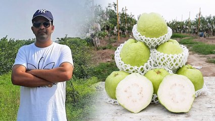 ఉద్యోగం మానేసి వ్యవసాయం చేస్తూ జామ సాగుతో కోట్లు *National | Telugu OneIndia