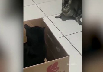 Cat sleeping moment fanny video