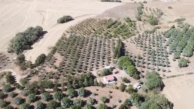 Kırşehir haber | Tescilli Kaman cevizinde hasat dönemi başladı