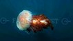 Did You Know? Oldest Known Jellyfish || FACTS || TRIVIA