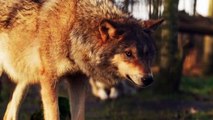 Wolf Animal Mammal Nature Wild Predator Wolves