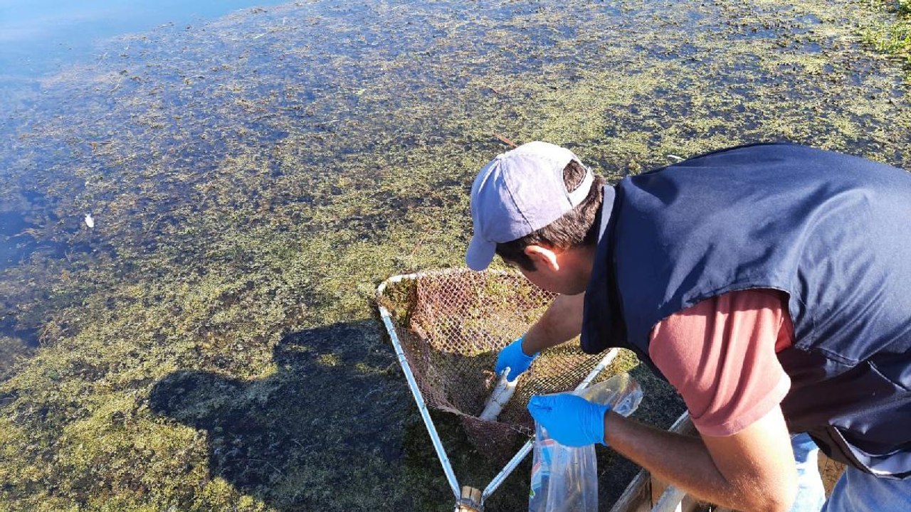 Denizli’de balık ölümleri endişe yarattı