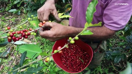 El café celebra su día internacional con una apuesta de futuro: la sostenibilidad