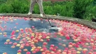 Man wash many apple fruits. Trending video new.
