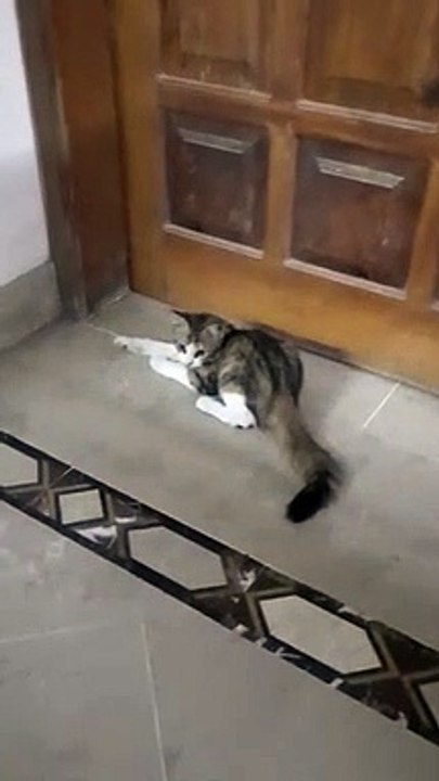 Kitten Cutie - Playing with Dice