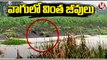 Strange Animals Found At Peddavagu _ Gadwal Dist _ V6 News
