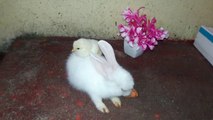 Hen Chicks and Bunny Rabbit Playing Together