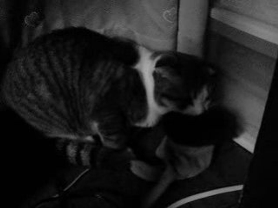 cat cat