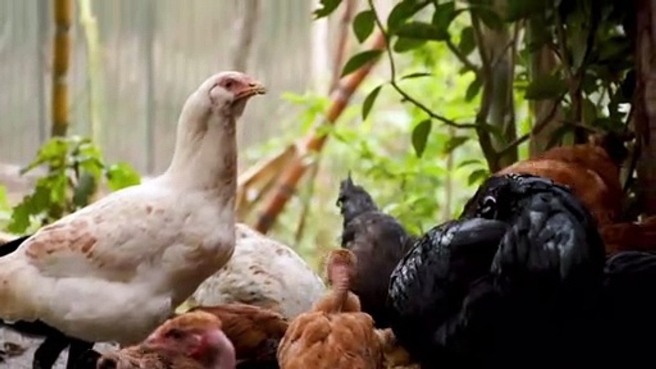 Relax with familiar animal and wildlife sounds: Cow, Camel, Rabbit, Goat, Buffalo