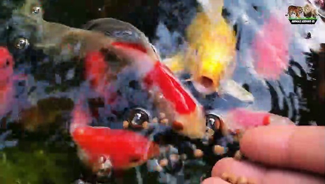 Sounds of farm animals, familiar animals: Ducks, dogs, Chicks, cows, cats