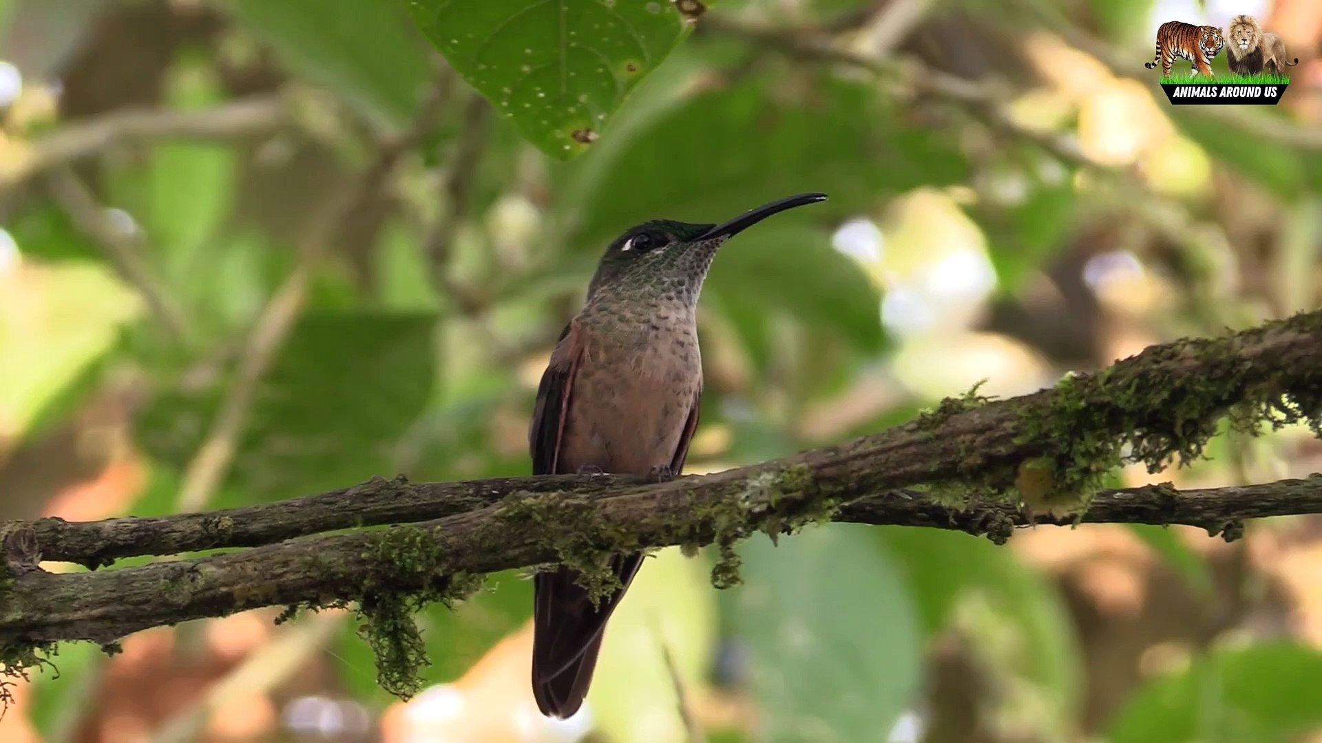 ⁣Animals and Birds Sound - Yak, Horse, Frog, seagull, frog, Dog, kingbird bird - Wild animals life