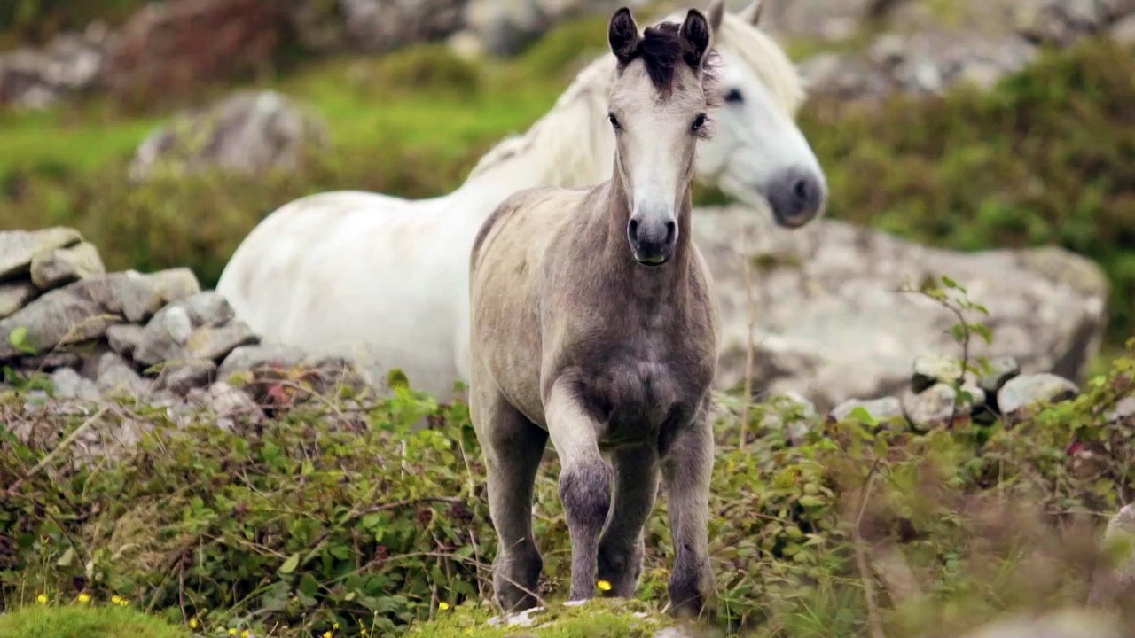 Two beautiful Horse