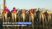 Camels with robot jockeys race in Jordan's Wadi Rum desert