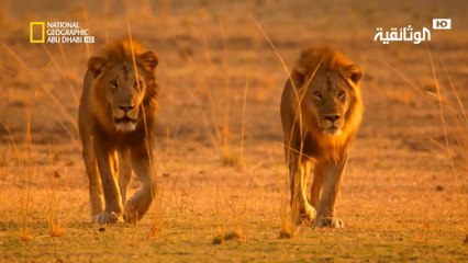 حيوانات افريقيا المفترسة | توأم الأسود