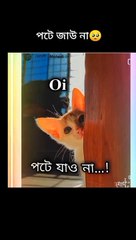 পটে যাও না | Cat edits video
