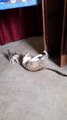 Super Cute Kitten playing with mother's tail , little kitten play with mom tail