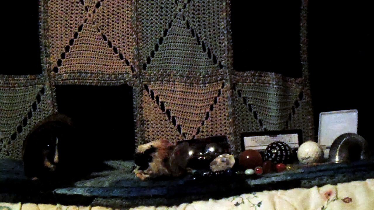 CAVIA PORCELLUS IRIS 102_8662