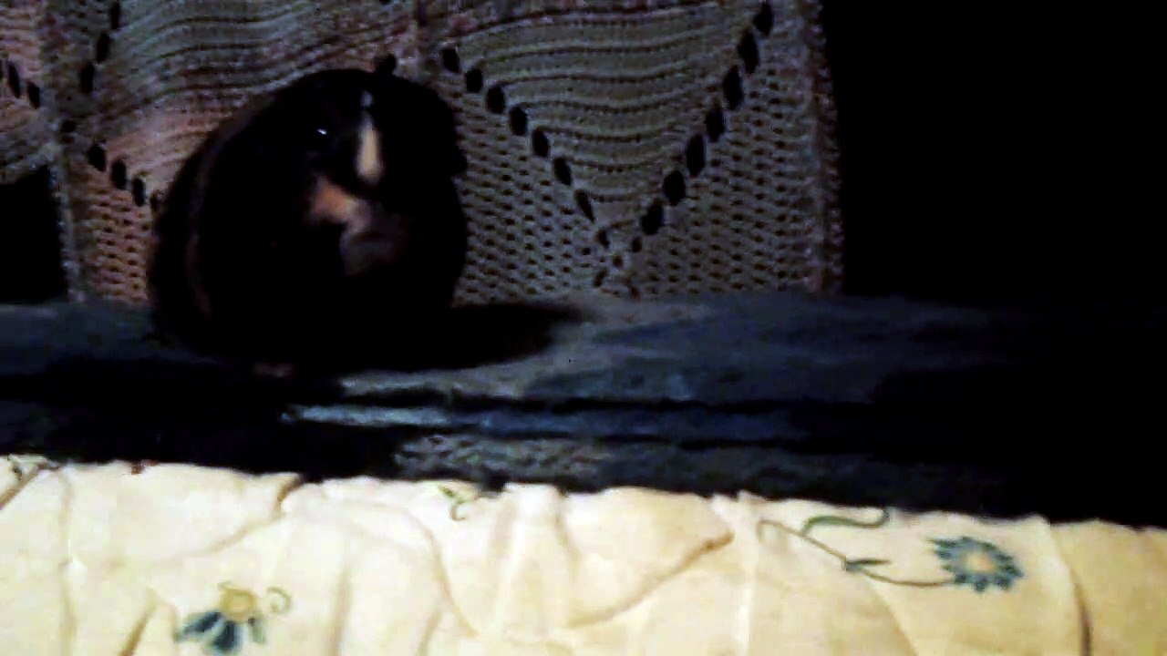 CAVIA PORCELLUS IRIS 102_8664