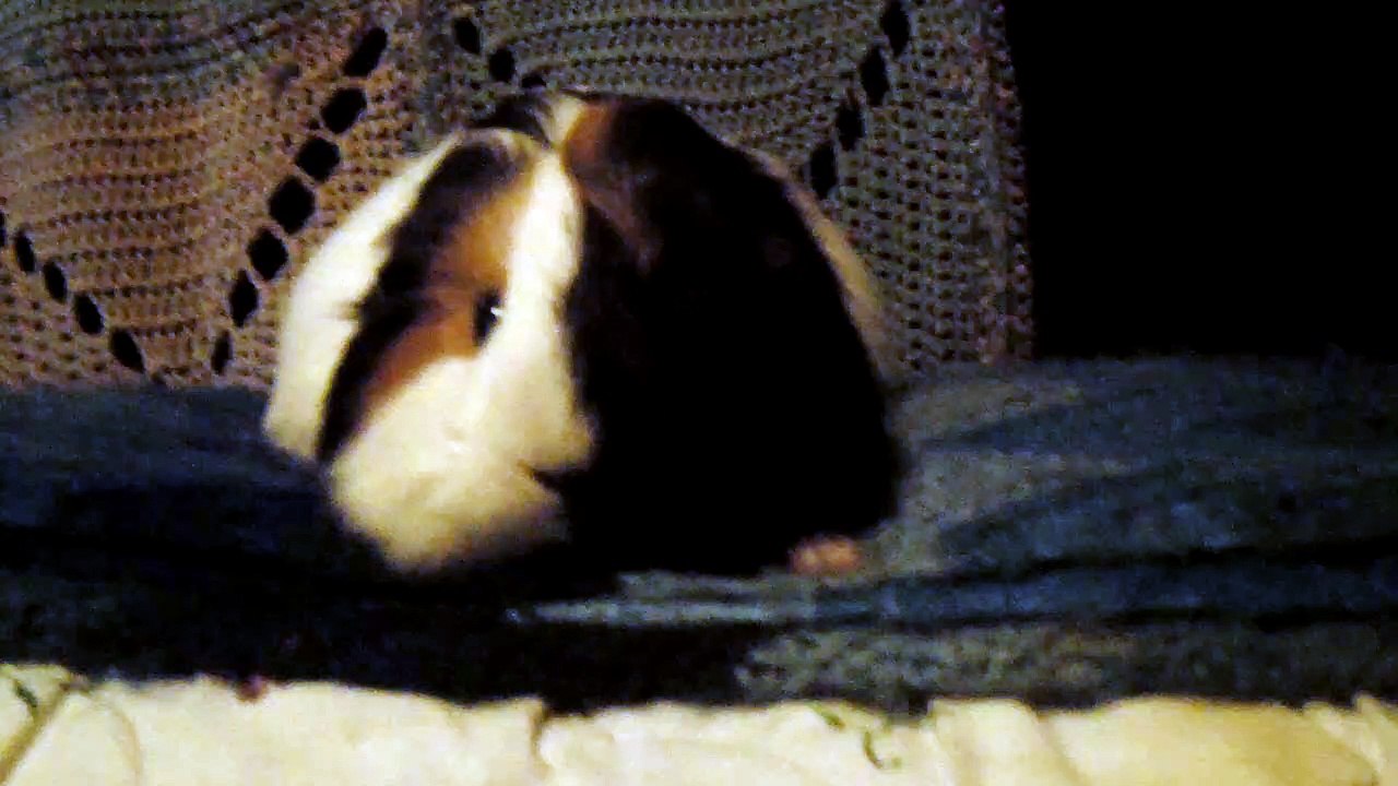 CAVIA PORCELLUS TURMERIC 102_8666