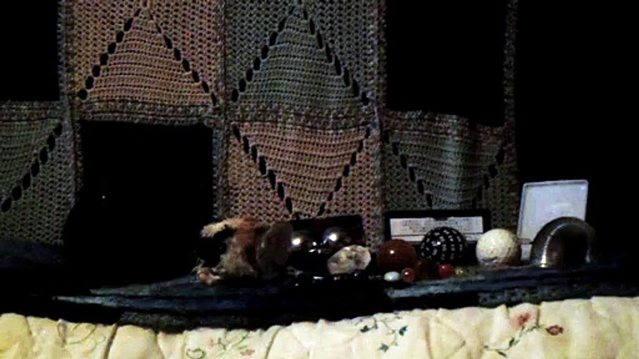 CAVIA PORCELLUS PIXIE 102_8670