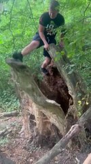 Man Falls Inside Tree Trunk