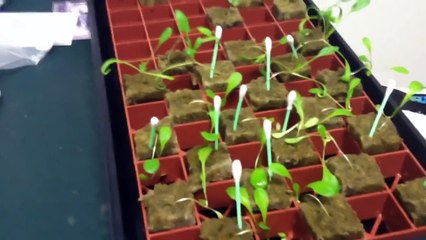 Transfering Seedlings from Rockwool to Hydroponic System (1)