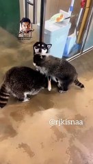 So funny movement for animals