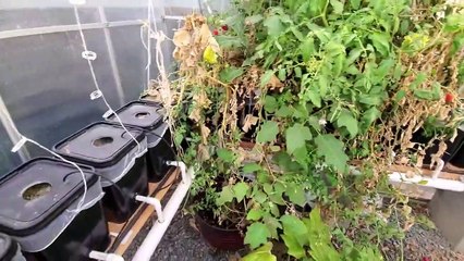 HYDROPONICS GREENHOUSE_ First Harvest, Follow-Up, and a Few Upgrades