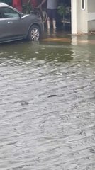 Alligator Spotted Floating Along Street During Hurricane Ian