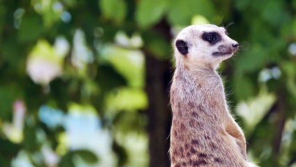 So cute and beautiful animal