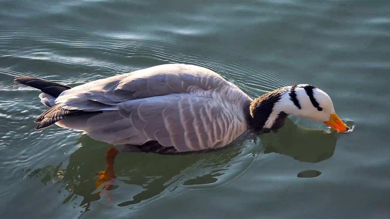So cute and beautiful ducks
