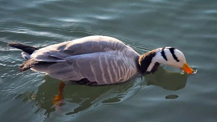 So cute and beautiful ducks