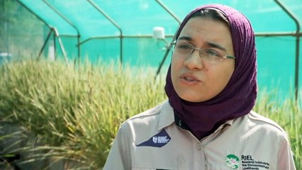 NT researchers take a new approach to growing rice